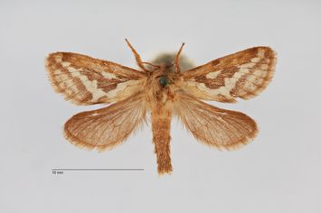 preview Korscheltellus lupulina ab. Latemarginatus Bytinski-Salz, 1939